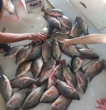 廣東羅非魚最新收購(gòu)價(jià)揭秘，市場(chǎng)趨勢(shì)與影響因素分析