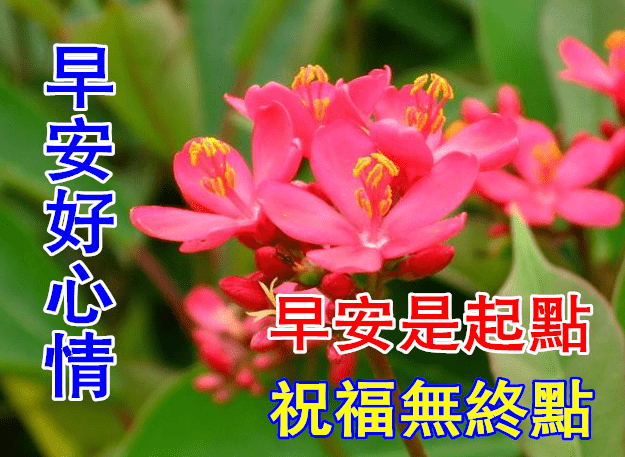早上好最新動畫表情的魅力與影響力